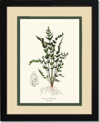 Common Woodsia Fern Botanical Wall Art Print-Charting Nature