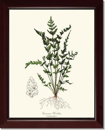Common Woodsia Fern Botanical Wall Art Print-Charting Nature