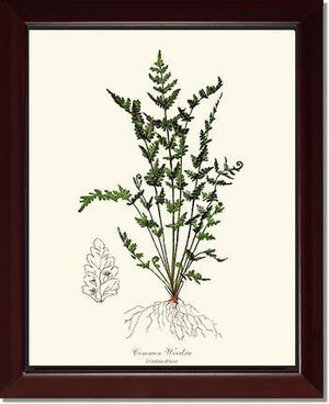 Common Woodsia Fern Botanical Wall Art Print-Charting Nature
