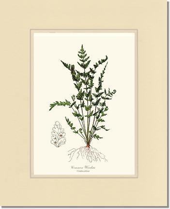 Common Woodsia Fern Botanical Wall Art Print-Charting Nature