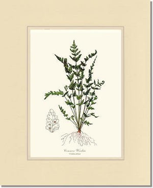 Common Woodsia Fern Botanical Wall Art Print-Charting Nature
