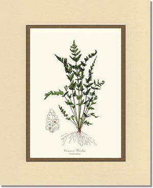 Common Woodsia Fern Botanical Wall Art Print-Charting Nature