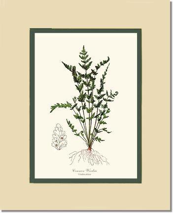 Common Woodsia Fern Botanical Wall Art Print-Charting Nature