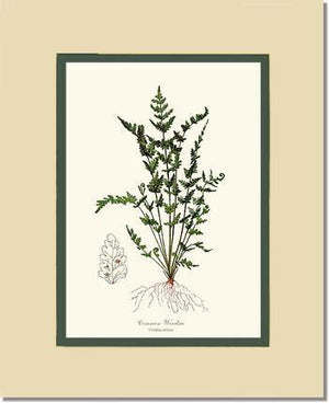 Common Woodsia Fern Botanical Wall Art Print-Charting Nature