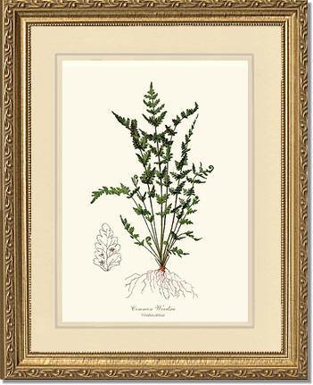 Common Woodsia Fern Botanical Wall Art Print-Charting Nature