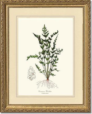Common Woodsia Fern Botanical Wall Art Print-Charting Nature