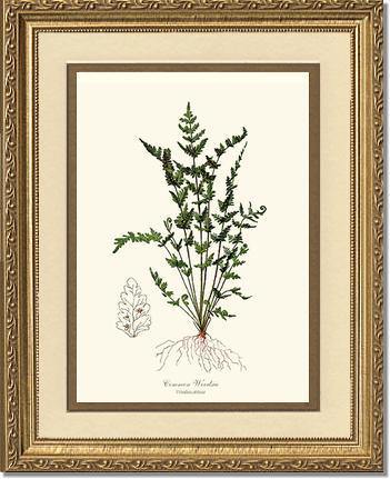 Common Woodsia Fern Botanical Wall Art Print-Charting Nature