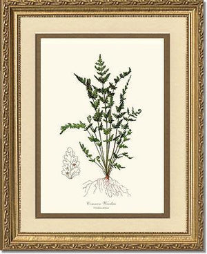 Common Woodsia Fern Botanical Wall Art Print-Charting Nature