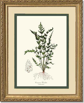 Common Woodsia Fern Botanical Wall Art Print-Charting Nature