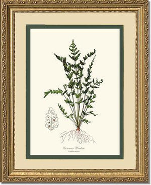 Common Woodsia Fern Botanical Wall Art Print-Charting Nature