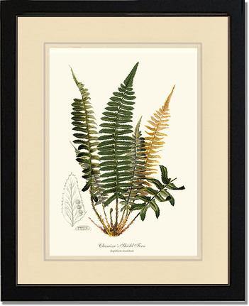 Chamisso Shield Fern Botanical Wall Art Print-Charting Nature
