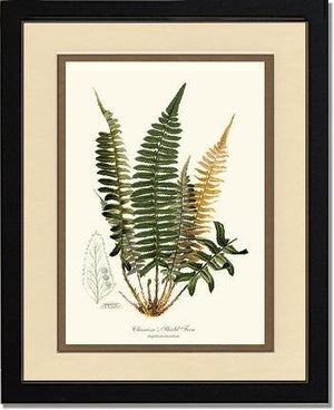 Chamisso Shield Fern Botanical Wall Art Print-Charting Nature