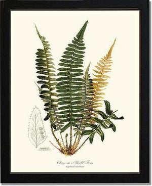 Chamisso Shield Fern Botanical Wall Art Print-Charting Nature