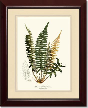 Chamisso Shield Fern Botanical Wall Art Print-Charting Nature