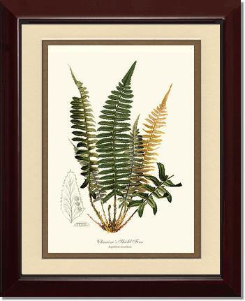 Chamisso Shield Fern Botanical Wall Art Print-Charting Nature