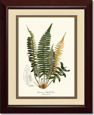 Chamisso Shield Fern Botanical Wall Art Print-Charting Nature