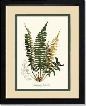 Chamisso Shield Fern Botanical Wall Art Print-Charting Nature