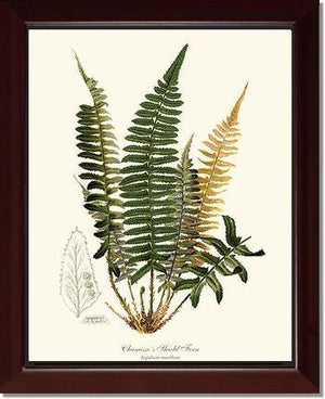 Chamisso Shield Fern Botanical Wall Art Print-Charting Nature