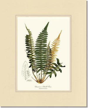 Chamisso Shield Fern Botanical Wall Art Print-Charting Nature