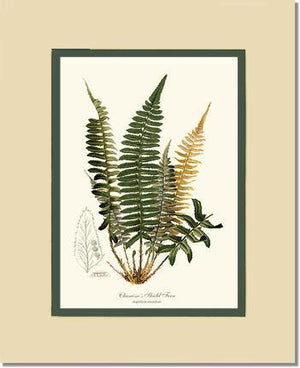 Chamisso Shield Fern Botanical Wall Art Print-Charting Nature