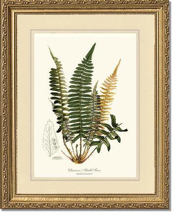 Chamisso Shield Fern Botanical Wall Art Print-Charting Nature