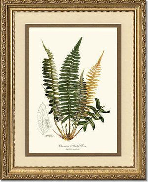 Chamisso Shield Fern Botanical Wall Art Print-Charting Nature