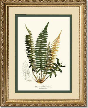 Chamisso Shield Fern Botanical Wall Art Print-Charting Nature