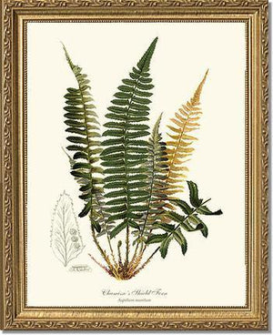 Chamisso Shield Fern Botanical Wall Art Print-Charting Nature