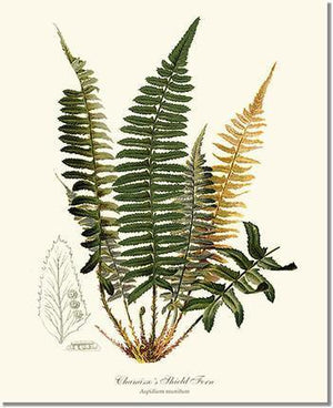 Chamisso Shield Fern Botanical Wall Art Print-Charting Nature