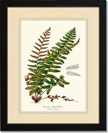 Christmas Shield Fern Botanical Wall Art Print-Charting Nature