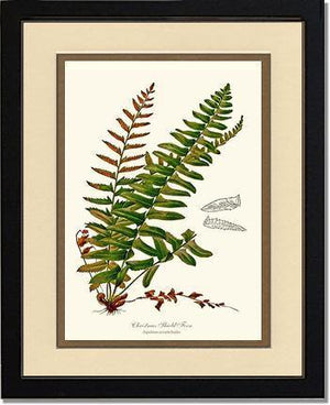 Christmas Shield Fern Botanical Wall Art Print-Charting Nature