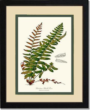 Christmas Shield Fern Botanical Wall Art Print-Charting Nature