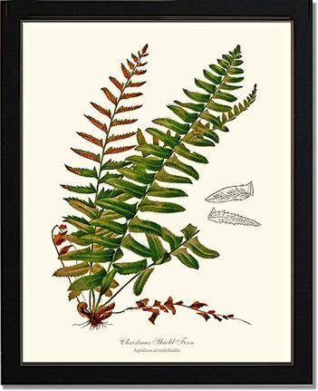 Christmas Shield Fern Botanical Wall Art Print-Charting Nature