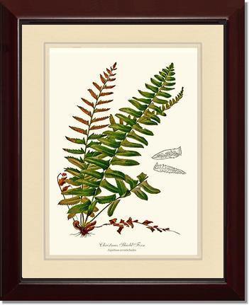 Christmas Shield Fern Botanical Wall Art Print-Charting Nature
