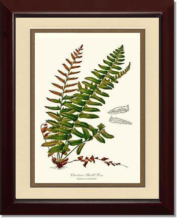 Christmas Shield Fern Botanical Wall Art Print-Charting Nature