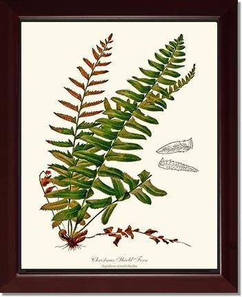 Christmas Shield Fern Botanical Wall Art Print-Charting Nature