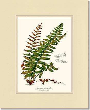 Christmas Shield Fern Botanical Wall Art Print-Charting Nature