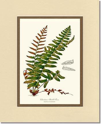 Christmas Shield Fern Botanical Wall Art Print-Charting Nature