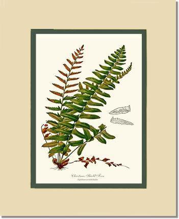 Christmas Shield Fern Botanical Wall Art Print-Charting Nature