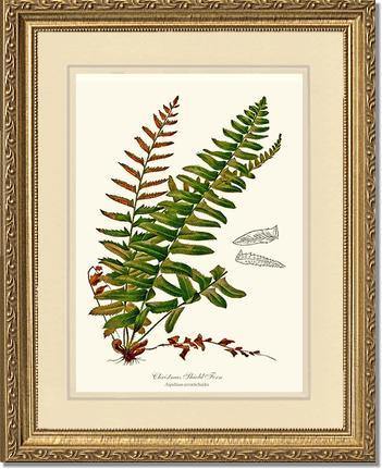 Christmas Shield Fern Botanical Wall Art Print-Charting Nature