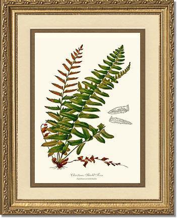 Christmas Shield Fern Botanical Wall Art Print-Charting Nature