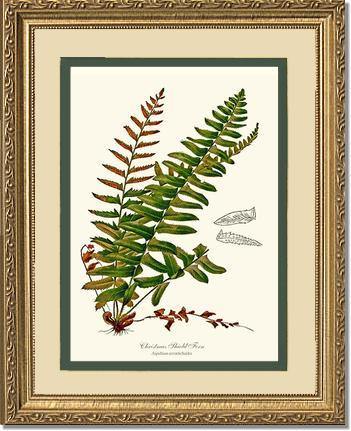 Christmas Shield Fern Botanical Wall Art Print-Charting Nature