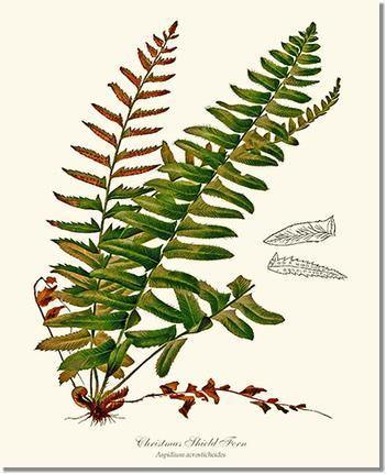 Christmas Shield Fern Botanical Wall Art Print-Charting Nature