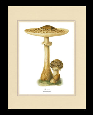 Parasol Mushroom
