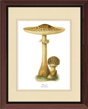 Parasol Mushroom