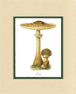 Parasol Mushroom