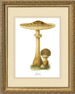 Parasol Mushroom