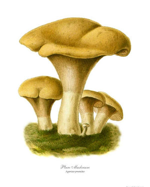 Mushroom Print: Agaricus prunulus Mushroom