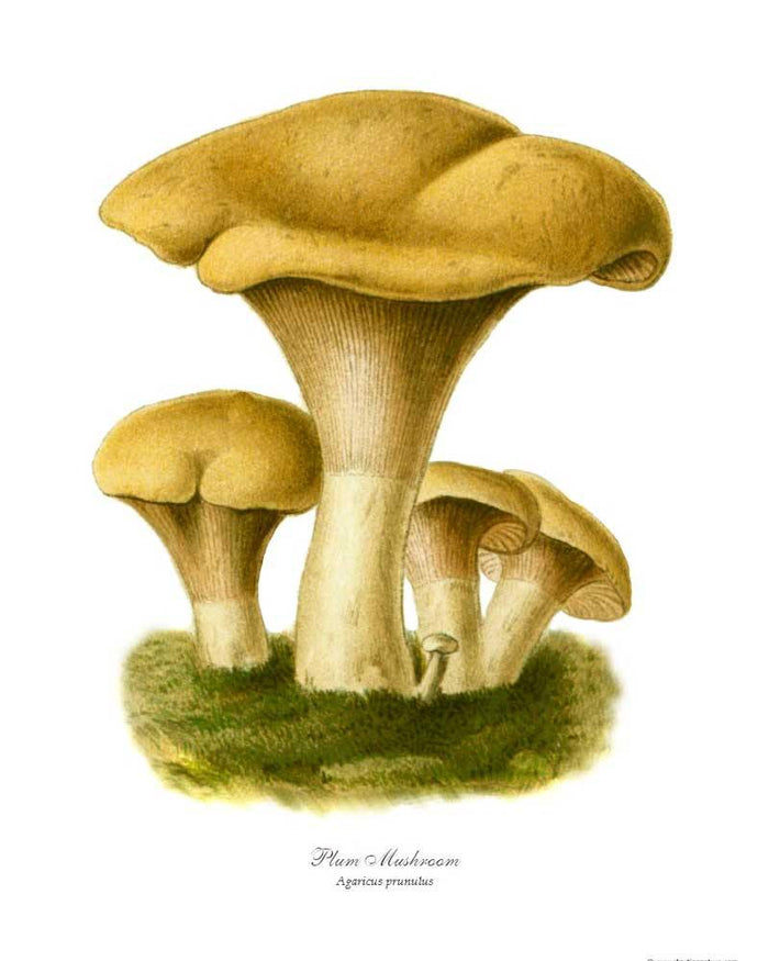 Agaricus prunulus Mushroom
