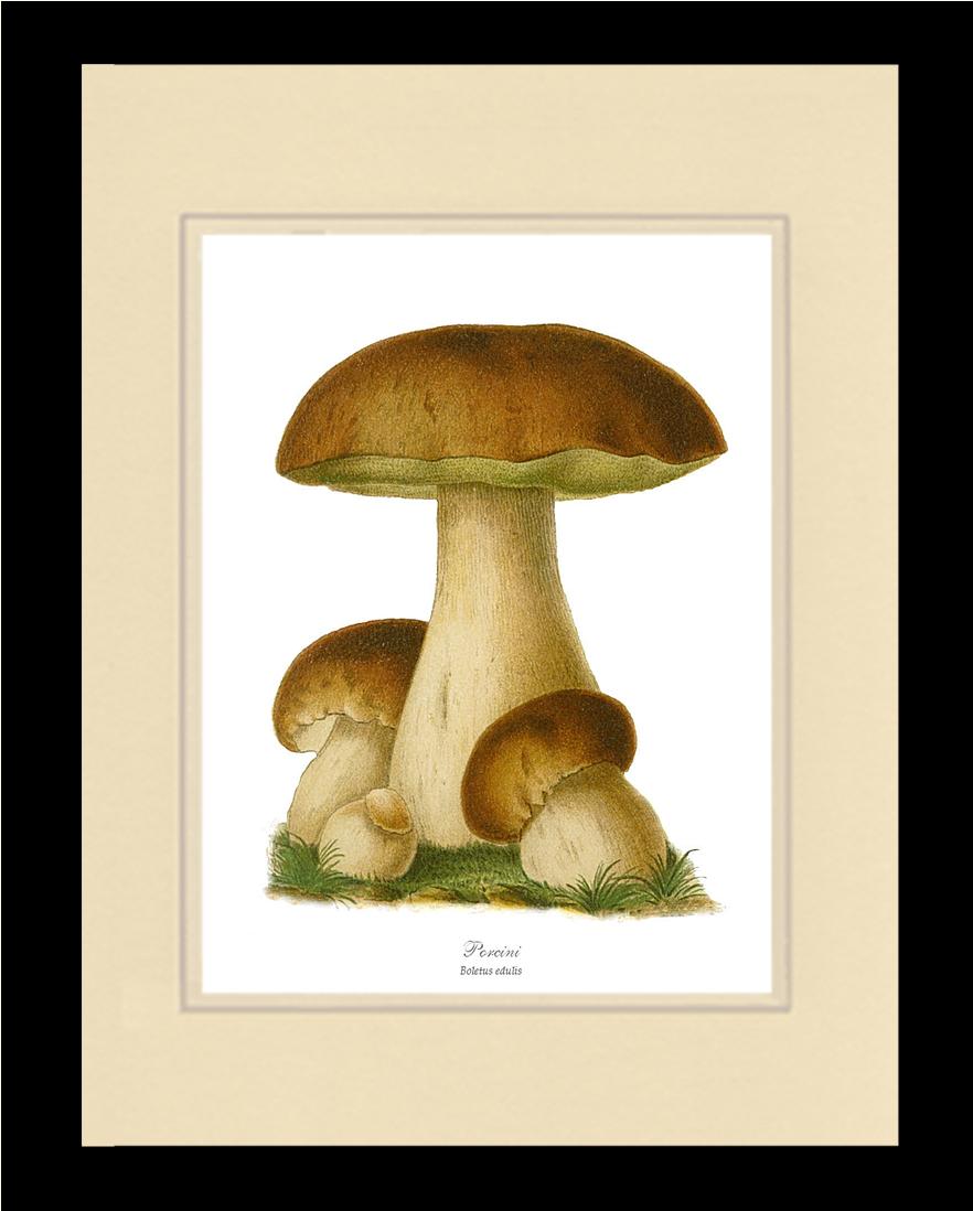Porcini Mushroom | Vintage Mushroom Art Print
